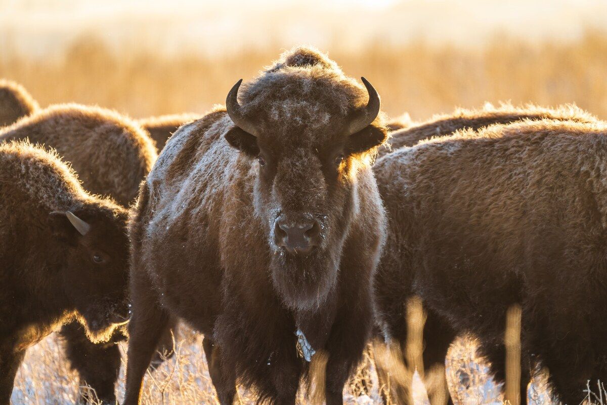 A frost covered American bison faces the camera among its herd on dry winter grassland near Denver, lit by low golden light.