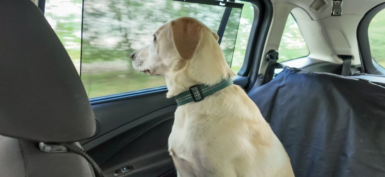 Special Vehicle Transportation for Unique Travel Needs